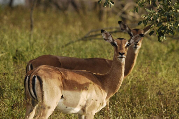Hluhluwe imfolozi park Etelä-Afrikka, Impala (Aepyceros melampus) on keskikokoinen antilooppi löytyy Itä-ja Etelä-Afrikassa. - Valokuva, kuva