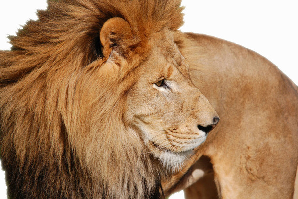 Lion é um dos quatro grandes felinos do gênero Panthera e membro da família Felidae. Com alguns machos com peso superior a 250 kg, é o segundo maior gato vivo depois do tigre. - Foto, Imagem