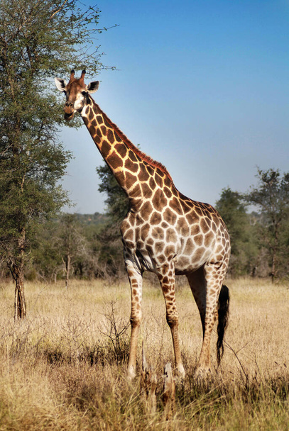Żyrafy w parku Kruger, Republika Południowej Afryki - Zdjęcie, obraz