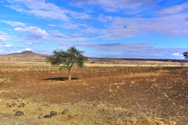 Una vista su una pianura africana in Kenya. Parco Naturale di Amboseli - Foto, immagini