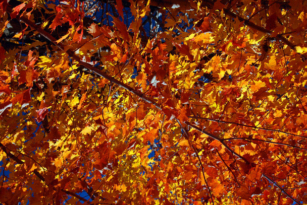 Барвисті осінні листочки на дереві в Брумонті (Канада). - Фото, зображення