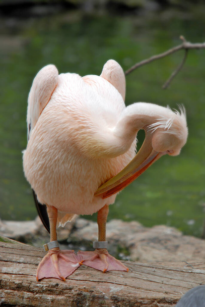 Os pelicanos são grandes aves aquáticas. Eles são caracterizados por um bico longo e uma bolsa de garganta grande usada para capturar presas e drenar água do conteúdo coletado antes de engolir.. - Foto, Imagem