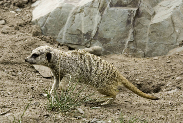 Το meerkat ή suricate είναι ένα μικρό σαρκοβόρο που ανήκει στην οικογένεια των μαγκούστα ζουν στην έρημο Kalahari στην Μποτσουάνα, την έρημο Namib, Ναμίμπια και νοτιοδυτική Αγκόλα, και στη Νότια Αφρική - Φωτογραφία, εικόνα