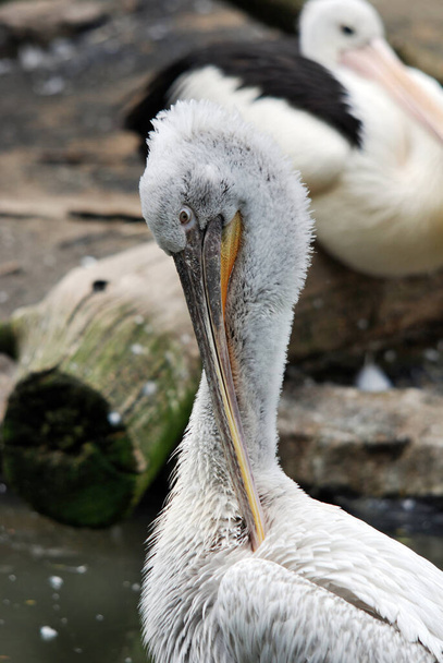 Οι Πελεκάνοι είναι μεγάλα υδρόβια πουλιά. Χαρακτηρίζονται από μακρύ ράμφος και μεγάλο σάκο λαιμού που χρησιμοποιείται για την αλίευση θηραμάτων και την άντληση νερού από το περιεχόμενο πριν από την κατάποση.. - Φωτογραφία, εικόνα