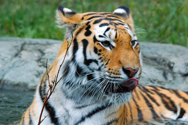 Der Tiger Panthera tigris gehört zur Familie der Felidae und ist die größte der vier "Großkatzen" der Gattung Panthera. Der Tiger ist in weiten Teilen Ost- und Südasiens beheimatet und ein Spitzenräuber - Foto, Bild