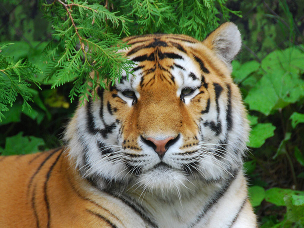 Tygrys (Panthera tigris) jest największym gatunkiem kotów. Jest trzecim co do wielkości mięsożercą lądowym (za niedźwiedziem polarnym i niedźwiedziem brunatnym)). - Zdjęcie, obraz