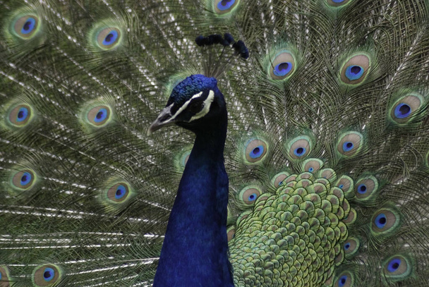 Peafowl obejmuje dwa azjatyckie gatunki ptaków: niebieskiego lub indyjskiego pierworodnego z Indii i Sri Lanki oraz zielonego pawia z Mjanmy, Indochiny i Jawy oraz jednego afrykańskiego gatunku - pawie z Konga. - Zdjęcie, obraz