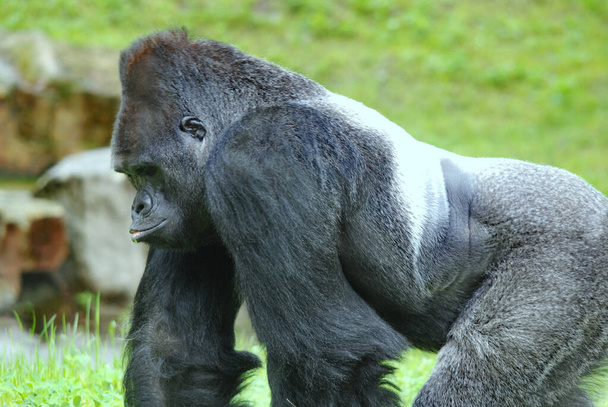 Los gorilas son las especies más grandes de primates existentes. Son simios terrestres, predominantemente herbívoros, que habitan en los bosques de África central.. - Foto, Imagen