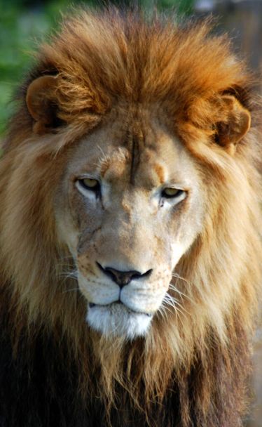 The lion is one of the four big cats in the genus Panthera, and a member of the family Felidae. With some males exceeding 250 kg in weight, it is the second-largest living cat after the tiger. - Photo, Image