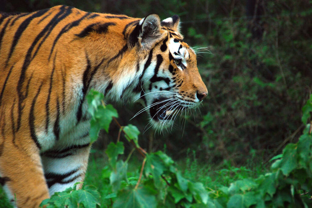 The tiger Panthera tigris a member of the Felidae family, is the largest of the four "big cats" in the genus Panthera. The tiger is native to much of eastern and southern Asia, and is an apex predato - Photo, Image