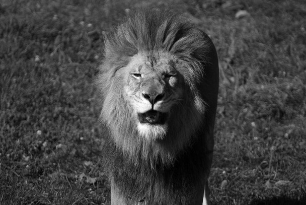 Muž lev: Vysoce výrazný, samec lev je snadno rozpoznatelný podle své hřívy, a jeho tvář je jedním z nejznámějších zvířecích symbolů v lidské kultuře. - Fotografie, Obrázek