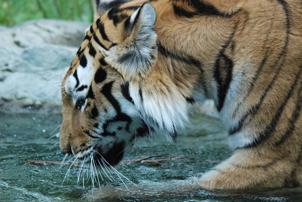 Tygrys Panthera tygrys jest członkiem rodziny Felidae, jest największym z czterech "dużych kotów" w rodzaju Panthera. Tygrys pochodzi z wielu wschodniej i południowej Azji i jest wierzchołkiem drapieżnika - Zdjęcie, obraz