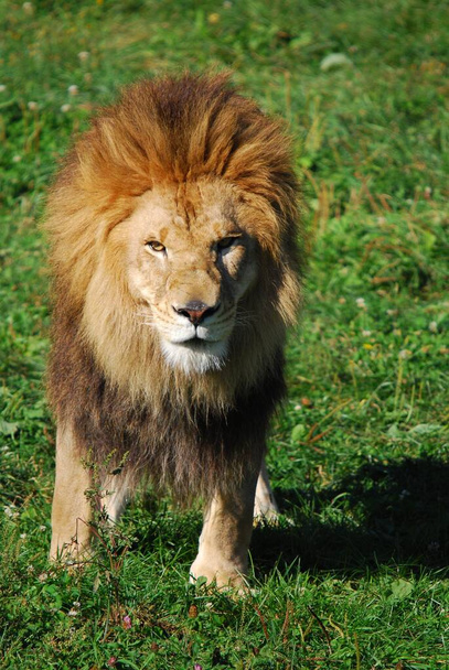 The lion is one of the four big cats in the genus Panthera, and a member of the family Felidae. With some males exceeding 250 kg (550 lb) in weight, it is the second-largest living cat after the tiger - Photo, Image
