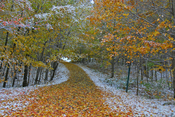 Sentier pédestre dans un parc au début de l'hiver  - Photo, image