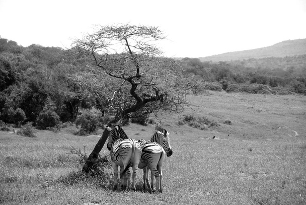 Zebra, Serengeti-Nationalpark, Tansania, Ostafrika - Foto, Bild
