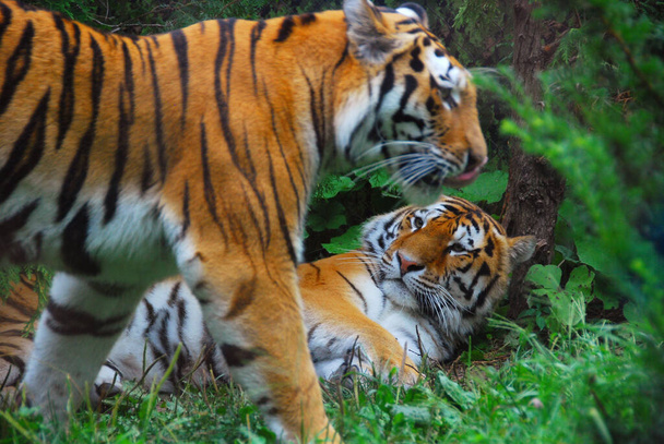 Felidae familyasının bir üyesi olan Panthera tigris, Panthera cinsindeki dört büyük kedinin en büyüğüdür. Kaplan, doğu ve güney Asya 'nın büyük bir bölümünün yerlisidir ve bir apeks predato' dur. - Fotoğraf, Görsel