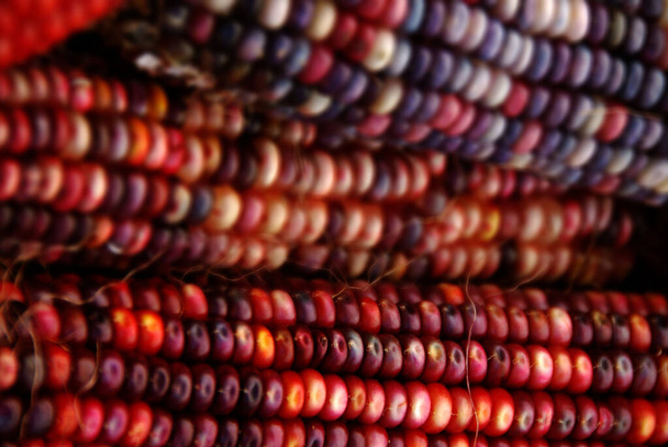 Alegre y colorido maíz indio seco en una canasta como decoración para la mesa de Acción de Gracias, Halloween y la temporada de otoño - Foto, imagen
