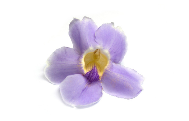 flor violeta isolada - Foto, Imagem