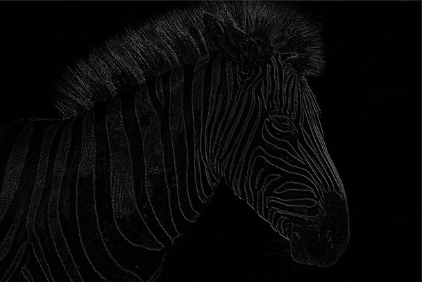 Zebra su sfondo bianco e nero - Foto, immagini