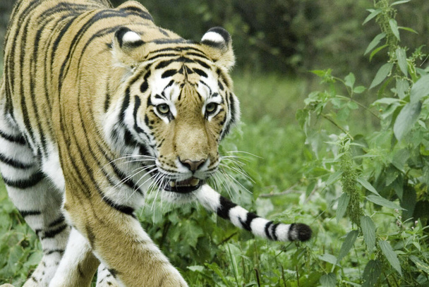 Tiikeri (Panthera tigris) on suurin kissalaji. Se on kolmanneksi suurin maa lihansyöjä (takana vain jääkarhu ja ruskea karhu). - Valokuva, kuva