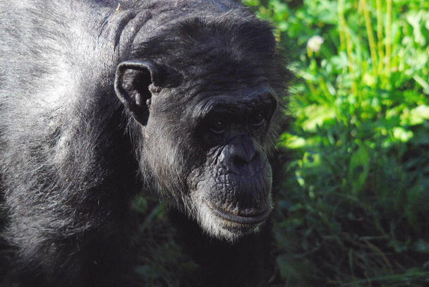 Chimpansees (Chimpansees) zijn een geslacht van apen uit de familie van de apen (Chimpansees). Samen met gorilla 's zijn ze de enige mensapen in Afrika.. - Foto, afbeelding