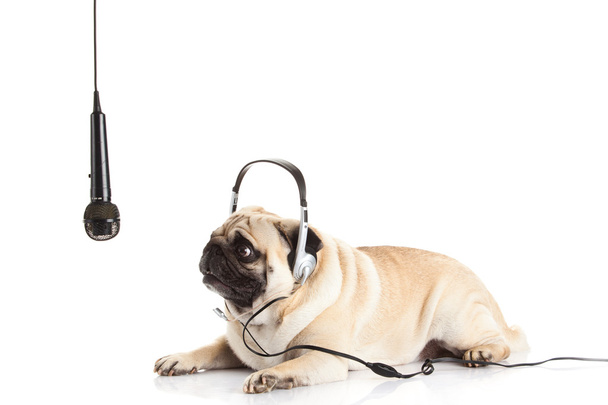 perro pug con auriculares aislados en el centro de llamadas de fondo blanco
 - Foto, Imagen