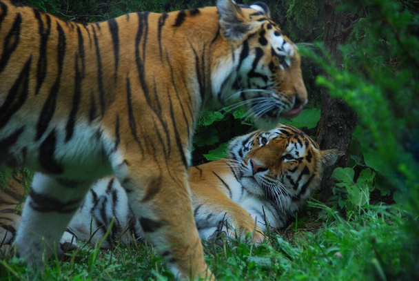 Тигр Panthera tigris, член семейства Felidae, является крупнейшим из четырёх "больших кошек" в роде Panthera. Тигр обитает в большей части Восточной и Южной Азии и является высшим хищником. - Фото, изображение