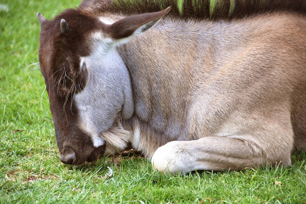 El ñu o ñu es un antílope del género Connochaetes. Es un mamífero amado (ungulado). - Foto, Imagen