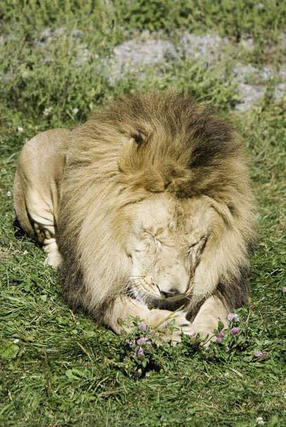 ライオンはパンテラ属の4匹の大きな猫のうちの1匹であり、フェレイア科の一員である。体重が250kgを超える雄もおり、虎に次ぐ第2位の大きさである。 - 写真・画像