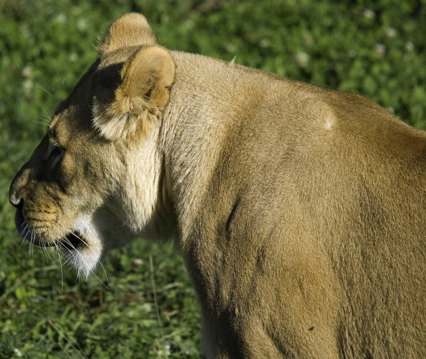 O leão é um dos quatro grandes felinos do gênero Panthera e membro da família Felidae. Com alguns machos com peso superior a 250 kg, é o segundo maior gato vivo depois do tigre. - Foto, Imagem
