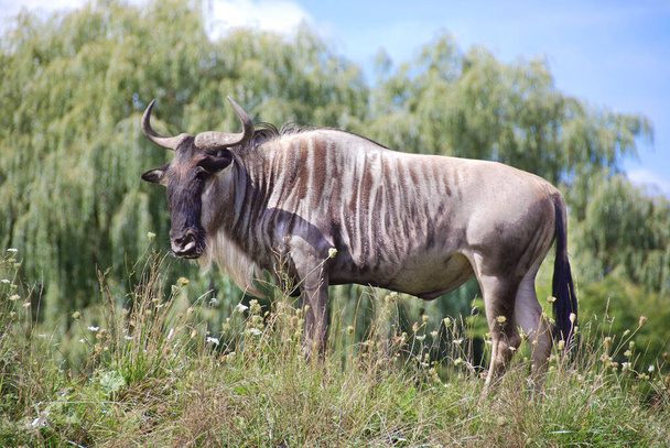 Blue wildebeest in Kruger national park, South Africa ; Specie Connochaetes taurinus family of Bovidae - Photo, Image