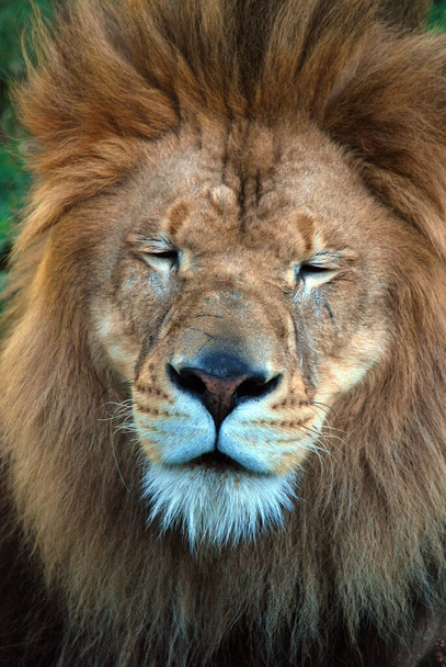 Leijona on yksi Panthera-suvun neljästä suuresta kissasta ja Felidae-heimon jäsen. Joillakin miehillä, joiden paino on yli 250 kg (550 lb), se on toiseksi suurin elävä kissa tiikerin jälkeen. - Valokuva, kuva