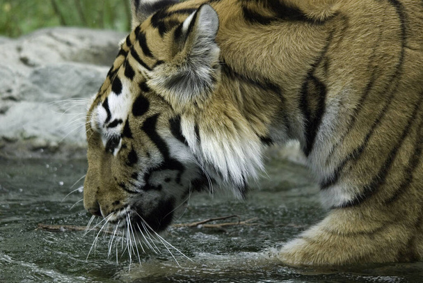 Le tigre (Panthera tigris) est la plus grande espèce de chat. C'est le troisième plus grand carnivore terrestre (derrière l'ours polaire et l'ours brun).). - Photo, image
