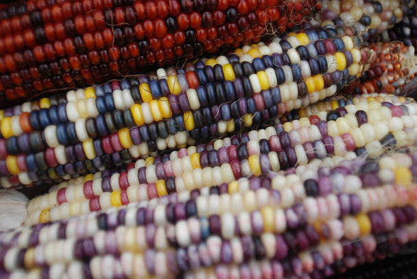 Wesoła i kolorowa suszona indyjska kukurydza w koszyku jako ozdoba na Święto Dziękczynienia, Halloween i sezon jesienny - Zdjęcie, obraz