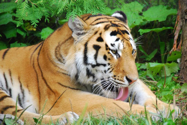Der Tiger Panthera tigris gehört zur Familie der Felidae und ist die größte der vier "Großkatzen" der Gattung Panthera. Der Tiger ist in weiten Teilen Ost- und Südasiens beheimatet und ein Spitzenräuber - Foto, Bild