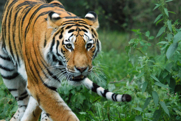 A tigris (Panthera tigris) a legnagyobb macskafaj. Ez a harmadik legnagyobb szárazföldi húsevő (mögött csak a jegesmedve és a barna medve). - Fotó, kép