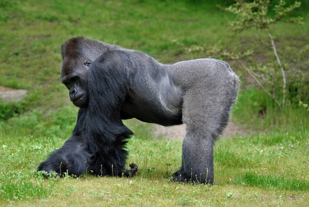 Los gorilas son las especies más grandes de primates existentes. Son simios terrestres, predominantemente herbívoros, que habitan en los bosques de África central. Los gorilas se dividen en dos especies. - Foto, Imagen
