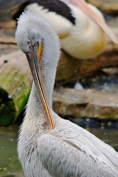 Pelikany to duże ptaki wodne. Charakteryzują się długim dziobem i dużą saszetką na gardło służącą do łapania ofiar i odprowadzania wody ze zgarniętej zawartości przed połknięciem. - Zdjęcie, obraz