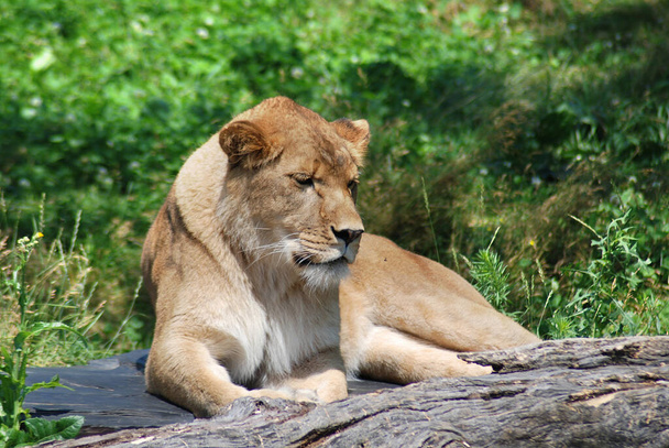 Aslan, Panthera cinsindeki dört büyük kediden biridir ve Felidae familyasının bir üyesidir. Bazı erkekler 250 kg ağırlığı (550 lb) aşarak kaplandan sonra yaşayan en büyük ikinci kedidir. - Fotoğraf, Görsel