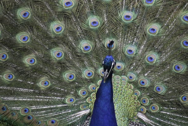 Peafowl, Hindistan ve Sri Lanka 'nın mavi veya Hint Peafowl' u ile Myanmar, Hindiçin ve Java 'nın yeşil Peafowl' u ve bir Afrika türü olan Kongo Peafowl 'u kapsar. - Fotoğraf, Görsel