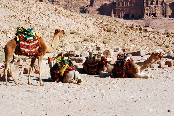 Deve Yaklaş. Camelus dromedarius Orta Doğu 'da kullanılan hörgüçlü bir deve. Develer Petra Jordan 'da gezmek, bir şeyler taşımak ve turistleri taşımak için kullanılır. - Fotoğraf, Görsel