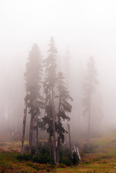 霧の森ウィスラー山は、ガリバルディ省公園に位置する海岸山脈の太平洋の範囲のフィッツシモンズ山脈にあります。ウィスラー-ブラックコームスキーリゾートの場所です。 - 写真・画像