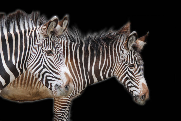 Зебры представляют собой несколько видов африканских лошадей (семейство лошадей), объединенных своими отличительными черно-белыми полосами. (Национальный парк Этоша) Namibia Africa  - Фото, изображение