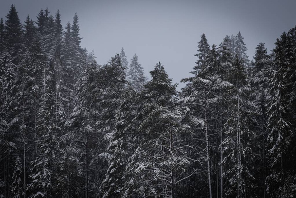 Πολλά δέντρα στο δάσος καλυμμένα με χιόνι το χειμώνα. - Φωτογραφία, εικόνα