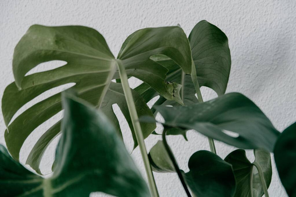 A closeup shot of the green artificial houseplant - Фото, изображение