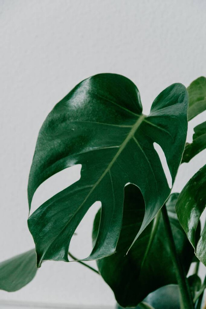A closeup shot of a green artificial houseplant with a white wall in the background - Valokuva, kuva