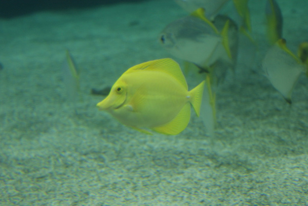 Espiga amarilla - Zebrasoma flavescens
 - Foto, imagen