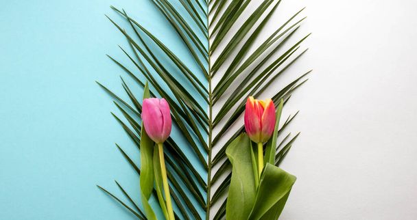 Bladeren van palm en tulp op blu en witte achtergrond.abstract. - Foto, afbeelding
