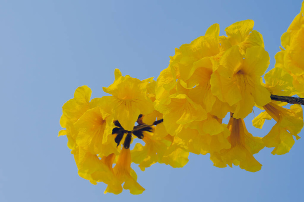 Квіти табебуї, що цвітуть на гілках дерев з яскраво-блакитним фоном неба
. - Фото, зображення