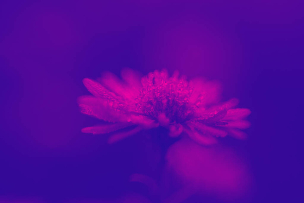 daisy flower in pink purple duo tone gradient, holographic colors, concept arts, surrealism, abstract background - Foto, Bild